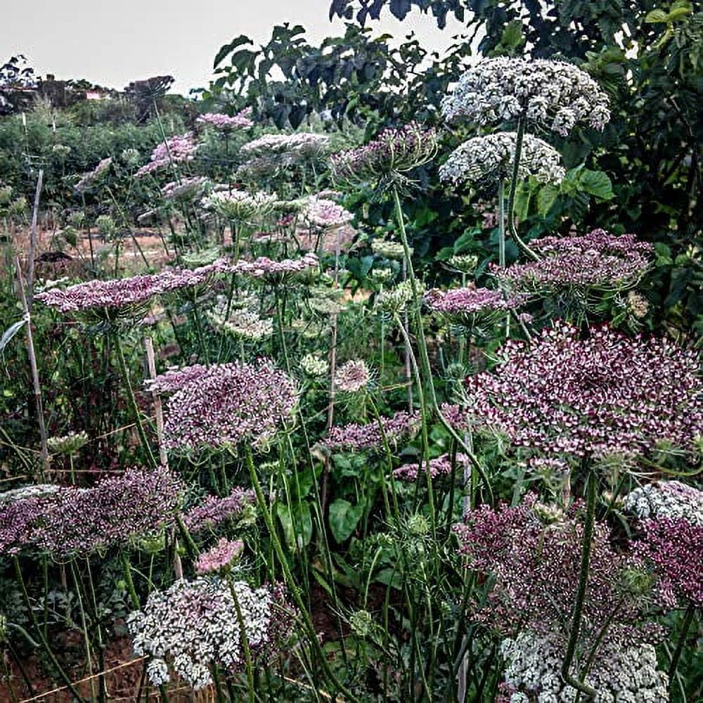 Organic Non-GMO Open Pollinated Queen Anne's Lace Flower Seeds D67760