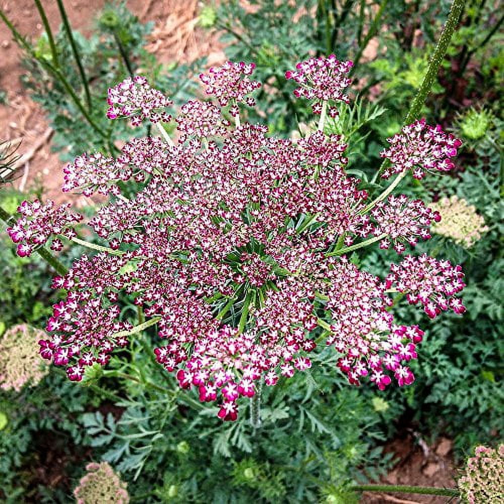 Organic Non-GMO Open Pollinated Queen Anne's Lace Flower Seeds D67760