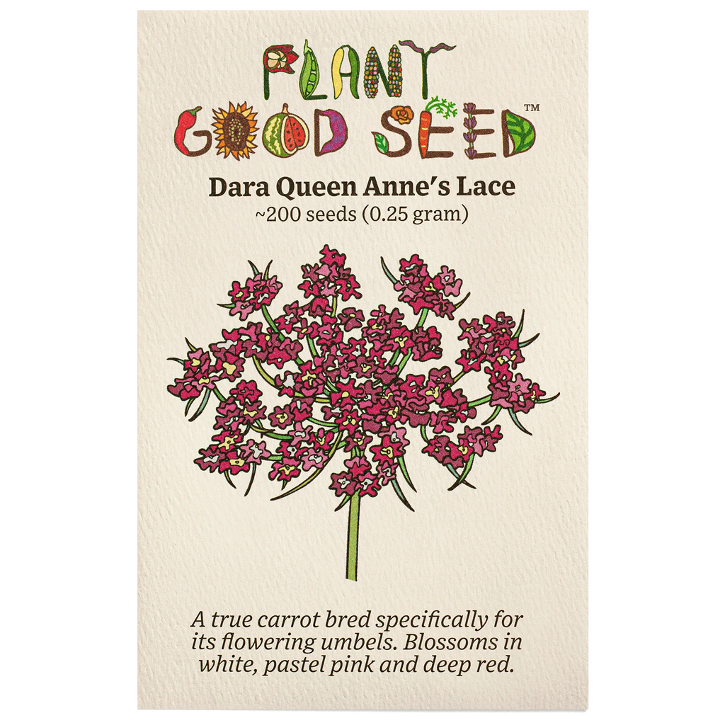 Organic Non-GMO Open Pollinated Queen Anne's Lace Flower Seeds D67760