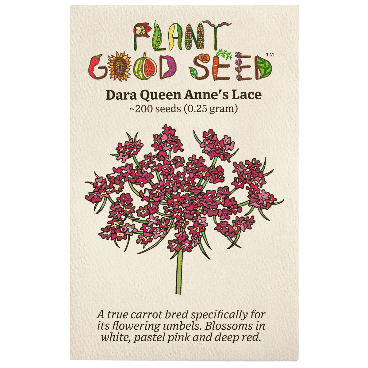 Organic Non-GMO Open Pollinated Queen Anne's Lace Flower Seeds D67760
