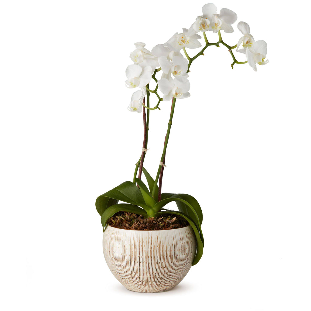 Small Cachepot X639185